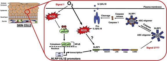 美國2B 306 型臭氧校準源(圖3)